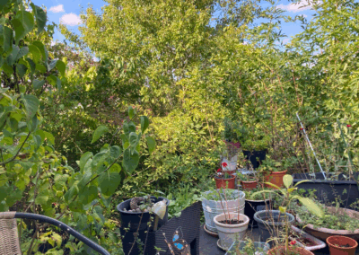 Blick von der Terrasse in den Garten. Im Vordergrund viele Blumenkübel, im Hintergrund Bäume und Sträucher des Gartens