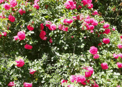 Großer Rosenstrauch im Vorgarten vollen pink blühender Blüten