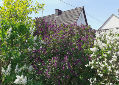 Bild von blühendem Flieder in weiß und lila.